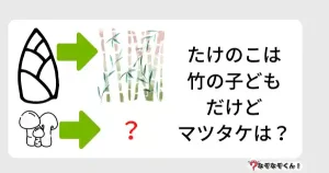 なぞなぞオトナ5002（中級）たけのこは竹の子どもだけどマツタケは？